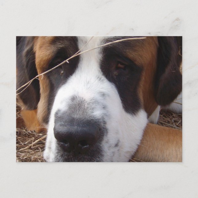 Saint Bernard Dog Postcard Postkarte (Vorderseite)
