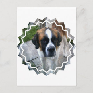 Saint Bernard Foto Postcard Postkarte