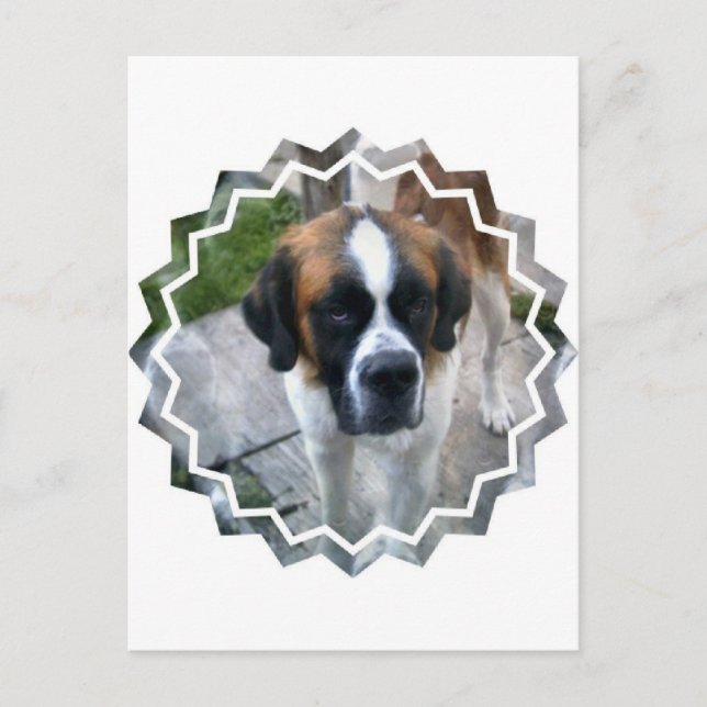 Saint Bernard Foto Postcard Postkarte (Vorderseite)