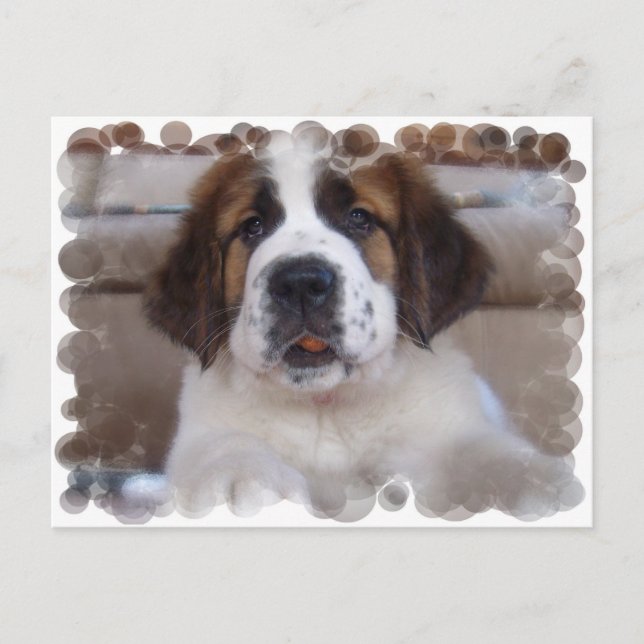 Saint Bernard Postcard Postkarte (Vorderseite)
