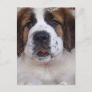 Saint Bernard Postcard Postkarte