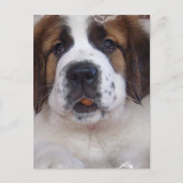 Saint Bernard Postcard Postkarte (Vorderseite)