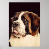 Saint Bernard