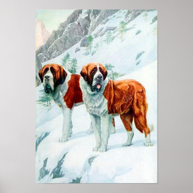 Saint Bernards auf einer verschneiten Bergbild Poster (Vorne)