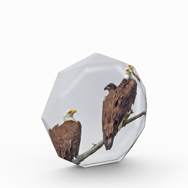 Saison 12 E23 und Foto-Familienblock Fotoblock (Links)