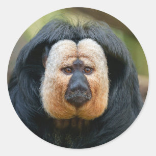Saki Monkey mit intensivem Stare Runder Aufkleber