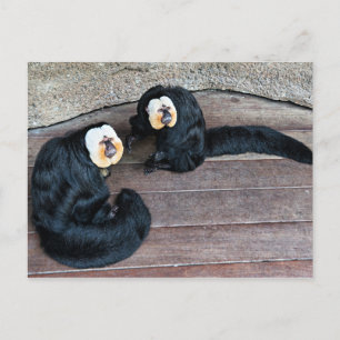 Saki Monkeys Postcard Postkarte