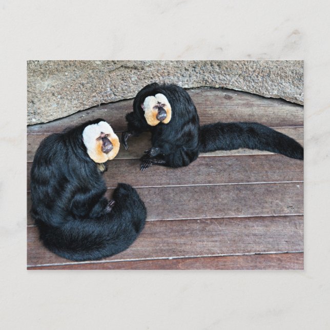 Saki Monkeys Postcard Postkarte (Vorderseite)