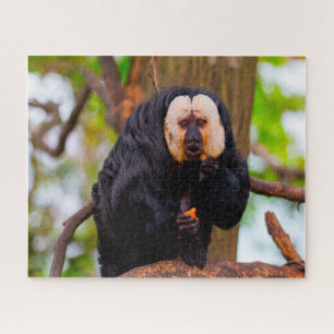Saki Monkeys. Puzzle