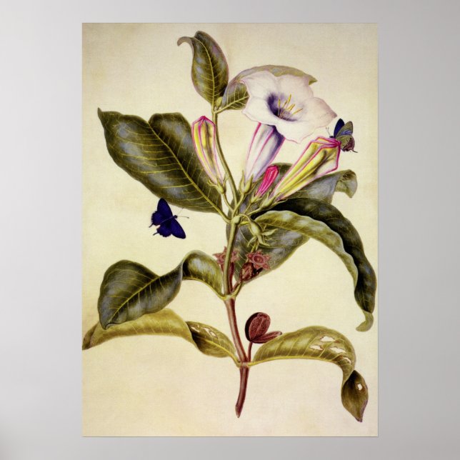 Sakrale Datura und Blauschmetterling Poster (Vorne)