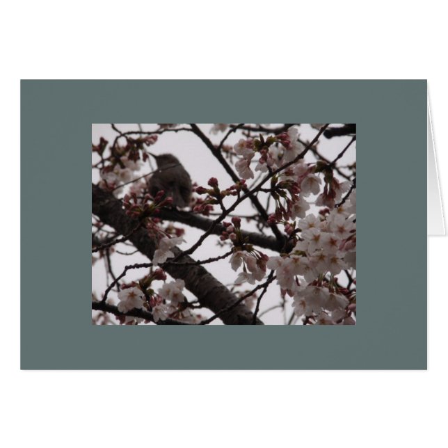 Sakura (Vorderseite (Horizontal))
