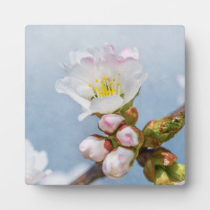Sakura Blossom Fotoplatte