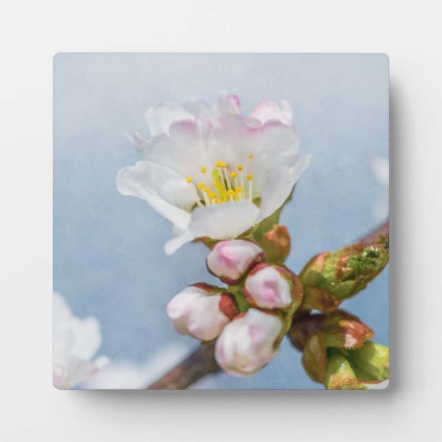 Sakura Blossom Fotoplatte (Vorderseite)