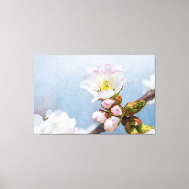 Sakura Blossom Leinwanddruck (Vorderseite)