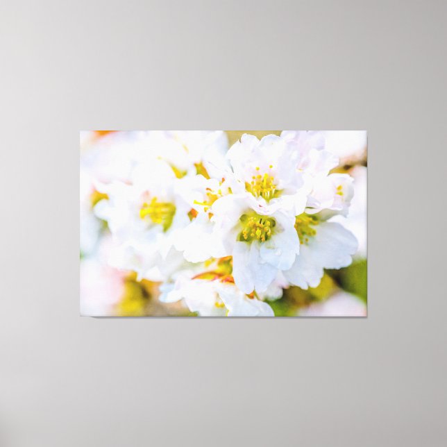 Sakura Blossom Leinwanddruck (Vorderseite)