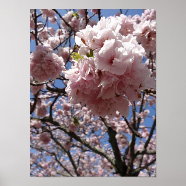 Sakura Blossom Nah - Kyoto Poster (Vorne)