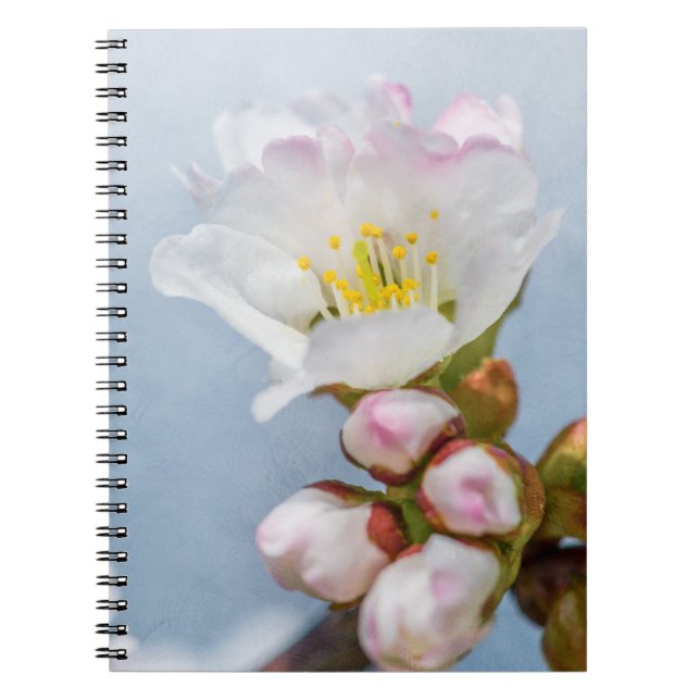 Sakura Blossom Notizblock (Vorderseite)