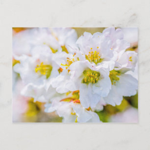 Sakura Blossom Postkarte