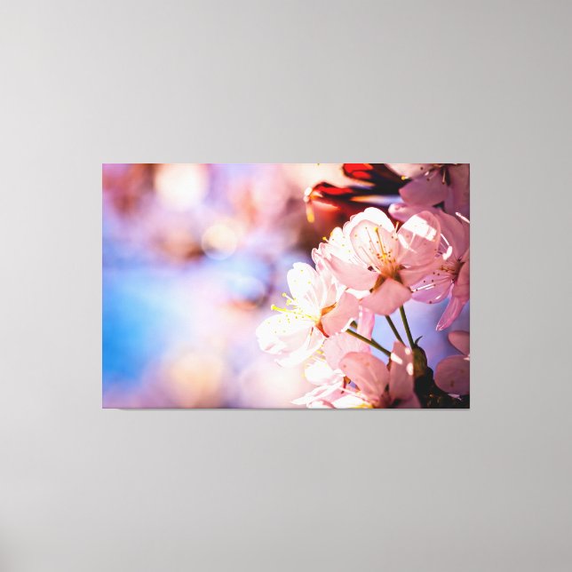 Sakura blüht an sonnigen Tagen Leinwanddruck (Vorderseite)