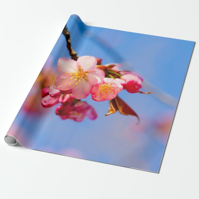Sakura Blume, Buds und Blauer Himmel Geschenkpapier (Ungerollt)