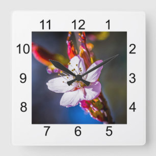 Sakura - Blume der japanischen Kirsche Quadratische Wanduhr
