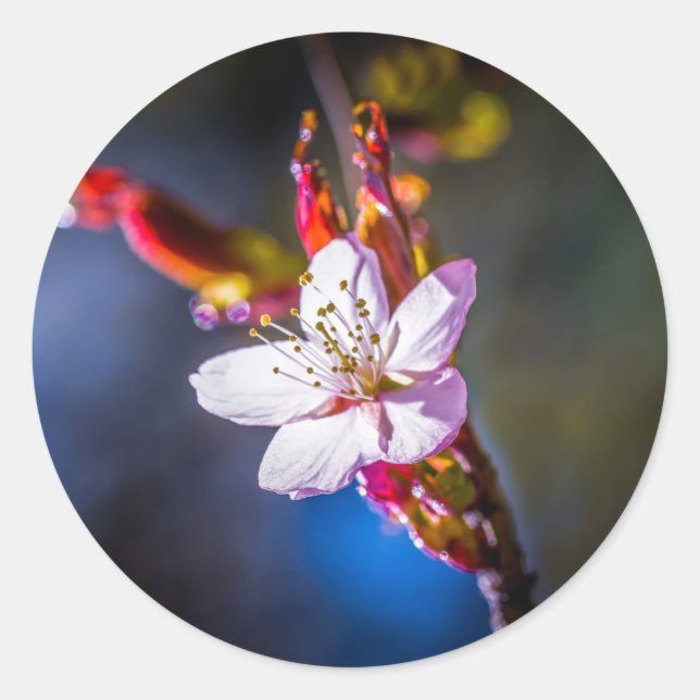 Sakura - Blume der japanischen Kirsche Runder Aufkleber (Vorderseite)