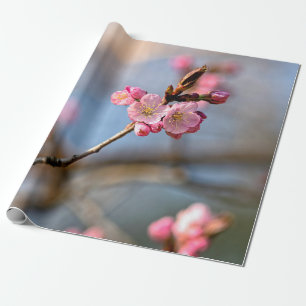 Sakura-Blume gegen den grauen Hintergrund Geschenkpapier