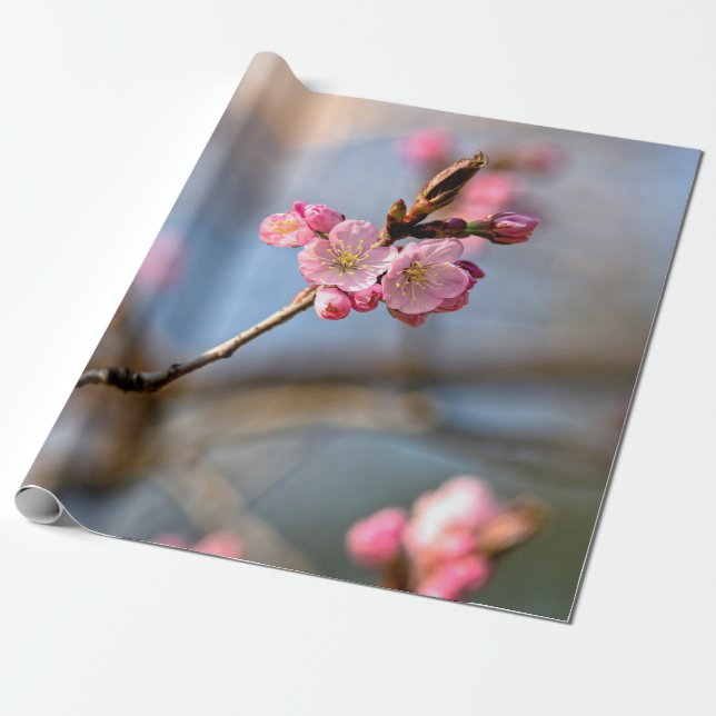 Sakura-Blume gegen den grauen Hintergrund Geschenkpapier (Ungerollt)