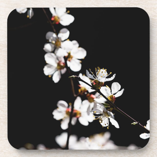 Sakura-Blume Getränkeuntersetzer (Vorderseite)