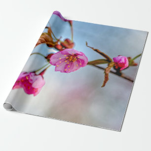 Sakura-Blume in sanft rosa Farben Geschenkpapier