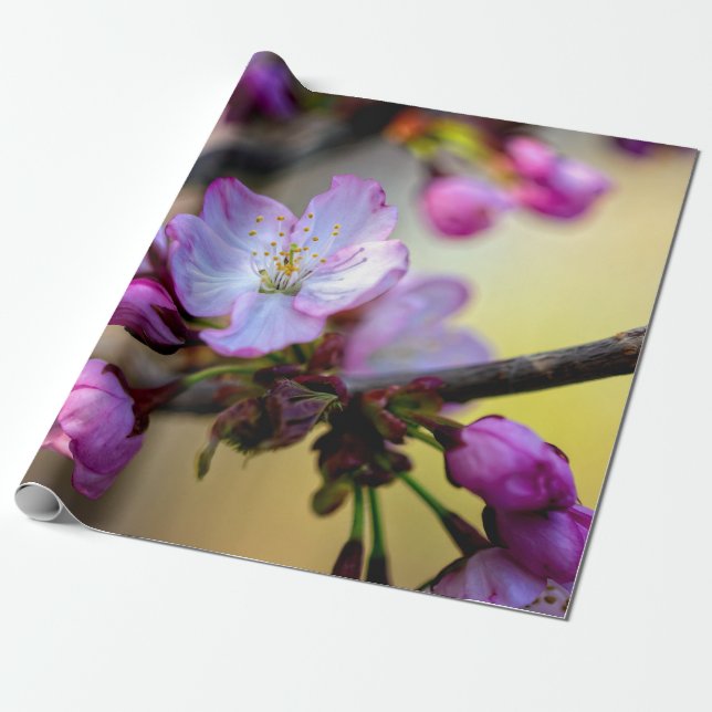 Sakura Blume und Buds im Baumschatten Geschenkpapier (Ungerollt)
