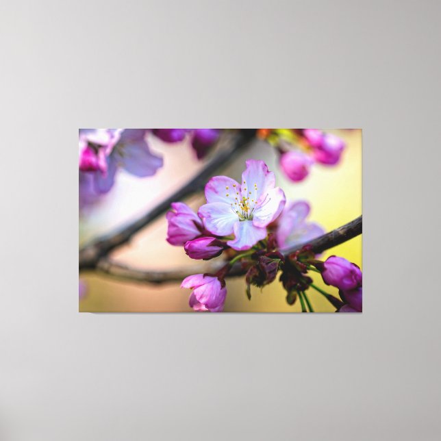 Sakura Blume und Buds im Schatten eines Baumes Leinwanddruck (Vorderseite)