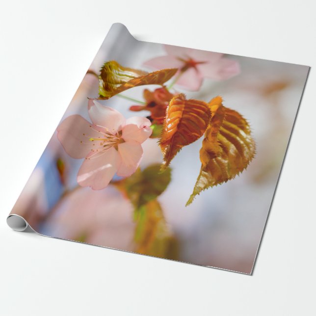 Sakura-Blume und Orange-Blätter Geschenkpapier (Ungerollt)