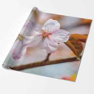 Sakura-Blume und Orangefarbene Blätter im Frühjahr Geschenkpapier