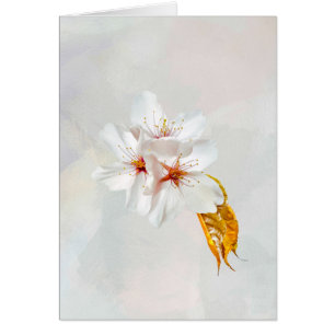 Sakura - Blüte der japanischen Kirsche