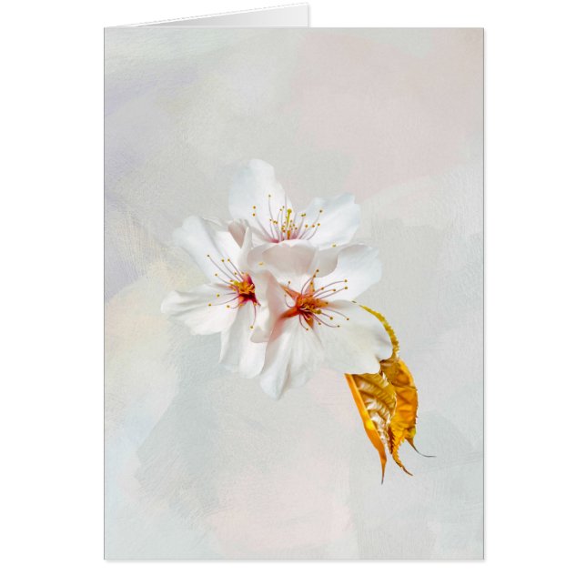 Sakura - Blüte der japanischen Kirsche (Vorne)