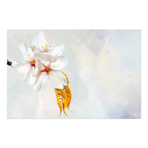 Sakura - Blüte der japanischen Kirsche Fotodruck