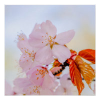 Sakura - Blüte der japanischen Kirsche
