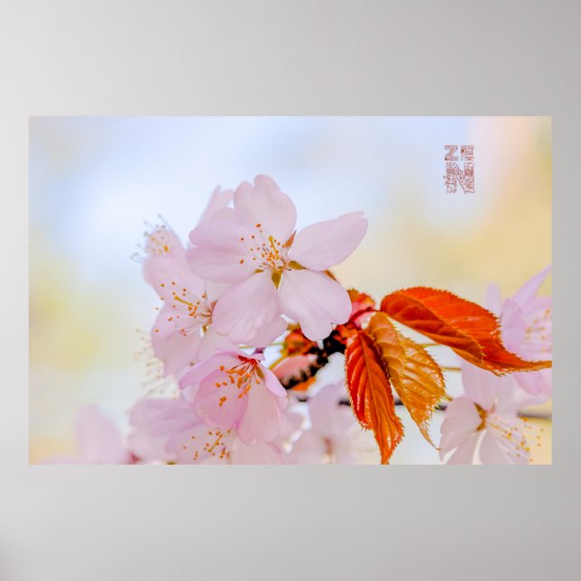 Sakura - Blüte der japanischen Kirsche Poster (Vorne)
