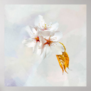 Sakura - Blüte der japanischen Kirsche Poster