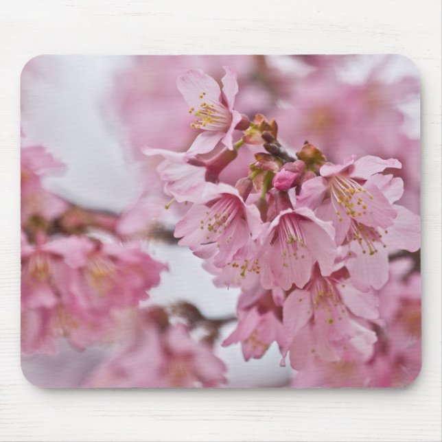 Sakura Cheroms Blüten Pink Mousepad (Vorne)