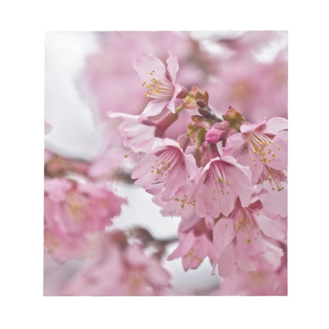 Sakura Cheroms Blüten Pink Notizblock (Vorderseite)