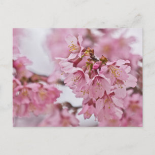 Sakura Cheroms Blüten Pink Postkarte