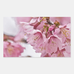 Sakura Cheroms Blüten Pink Rechteckiger Aufkleber