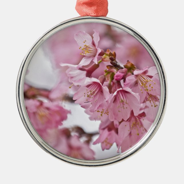 Sakura Cheroms Blüten Pink Silbernes Ornament (Vorne)