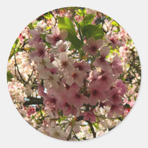 Sakura Cherry Blossom #3 Stickers