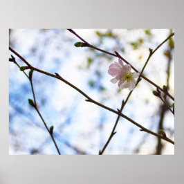 Sakura Cherry Blossom Blume auf einer Zweigstelle Poster
