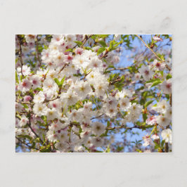 Sakura Cherry Blossom Japan Kyoto Postkarte