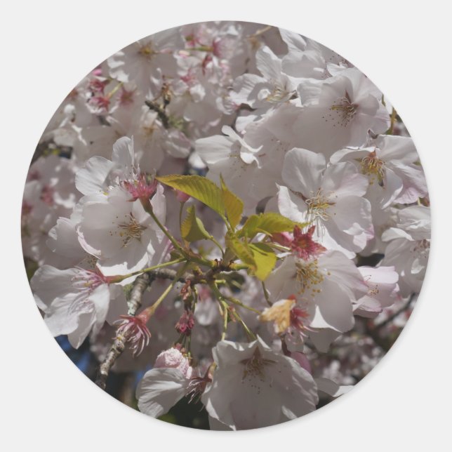 Sakura Cherry Blossom Stickers (Vorderseite)