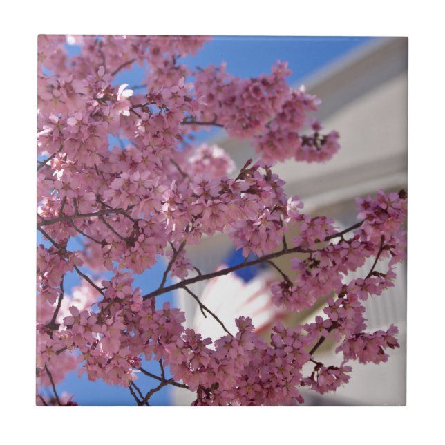 Sakura Cherry Blossoms Americana Fliese (Vorderseite)